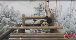 湘西凤凰县中华大熊猫苑AR智慧旅游