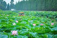 岳阳市君山野生荷花世界旅游区AR智慧旅游