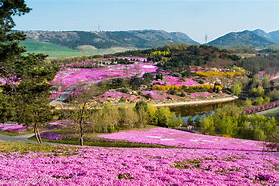 大连英歌石植物园AR智慧旅游