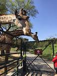 沈阳森林动物园AR智慧旅游
