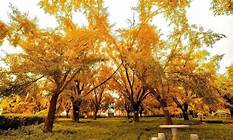 泰州泰兴市国家古银杏公园AR智慧旅游