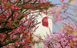 盐城市大丰梅花湾景区AR智慧旅游