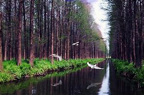 泰州兴化市李中水上森林景区AR智慧旅游