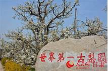 兰州市皋兰县什川世界第一古梨园景区AR智慧旅游