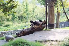 熊猫谷景区AR智慧旅游