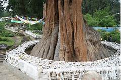 世界柏树王园林景区AR智慧旅游