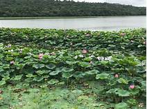 牡丹江市海林莲花湖莲花山庄旅游区AR智慧旅游