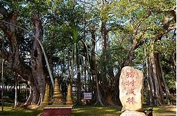 瑞丽独树成林景区AR智慧旅游