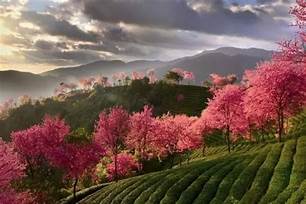 腾冲樱花谷景区AR智慧旅游