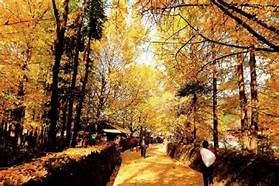 腾冲固东镇江东银杏村景区AR智慧旅游