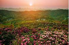 毕节市百里杜鹃彝山花谷旅游景区AR智慧旅游