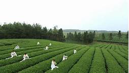 遵义市凤冈茶海之心景区AR智慧旅游