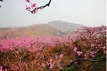 松林桃花山风景区AR智慧旅游