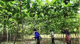 罗汉果小镇AR智慧旅游