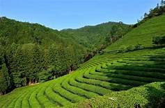 苍梧县六堡茶生态旅游景区AR智慧旅游