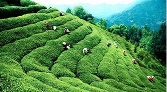 南平武夷山茶博园AR智慧旅游