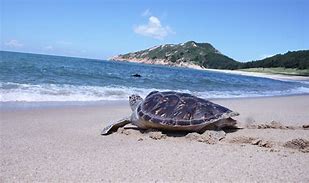 惠州海龟湾旅游区AR智慧旅游