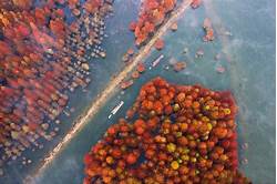 仙女紫薇园AR智慧旅游