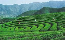 竹溪县龙王垭观光茶园旅游区AR智慧旅游