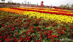 枝江市同心花海景区AR智慧旅游