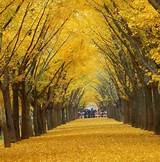 郯城县银杏生态旅游区AR智慧旅游