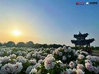 曹州牡丹园景区AR智慧旅游