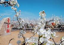 莱阳市梨乡风情旅游区AR智慧旅游