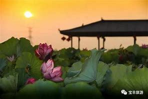 湛河源莲花湿地景区AR智慧旅游