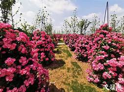 花养花玫瑰特色小镇景区AR智慧旅游