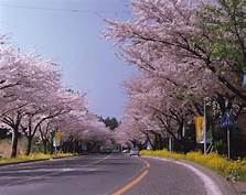 滨州市邹平樱花山旅游景区AR智慧旅游