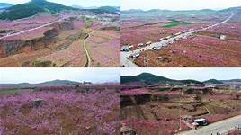 肥城市泰西桃花源景区AR智慧旅游