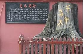 成都乌木艺术博物馆AR智慧旅游