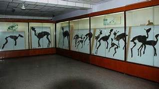 丰宁古生物化石博物馆AR智慧旅游