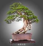 武汉屹苑盆景文化艺术博物馆
