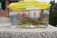 泰山螭霖鱼博物馆AR智慧旅游